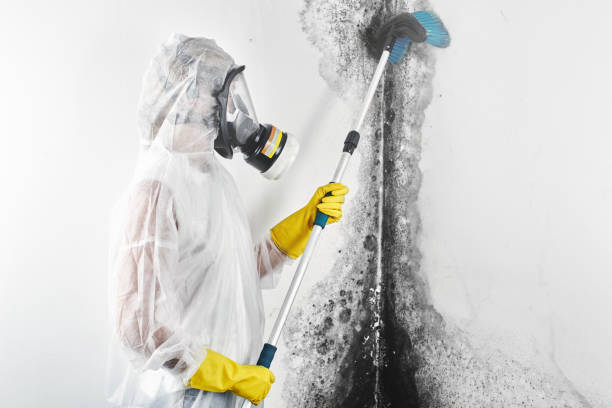 Best Black Mold Removal  in New Hampton, IA