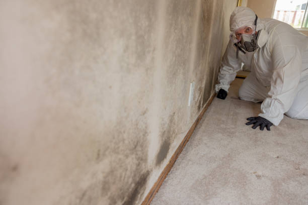  New Hampton, IA Mold Removal Pros